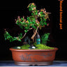 SYLORA LAMP MINIMAL - Purple Sand Flower Pot Oval Bonsai Basin Succulent Plant Platter Old Pile